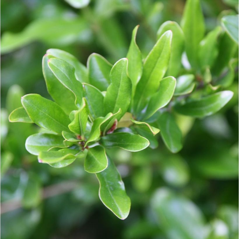 Punica granatum California Sunset - Granatapfelbaum (Foliage)