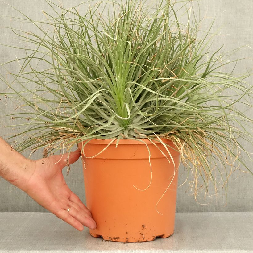 Example of Puya coerulea Violacea - Puya Bromelie Topf mit 7,5L/10L as you get in ete