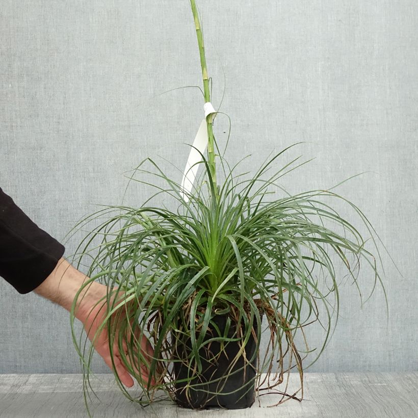 Example of Puya mirabilis Topf mit 2L/3L as you get in automne