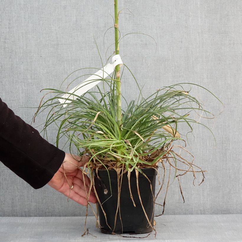 Exemplar von Puya mirabilis Topf mit 2L/3L wie im Winter geliefert