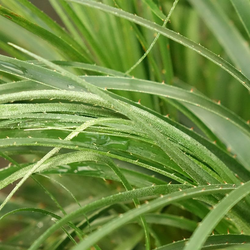 Puya mirabilis (Foliage)