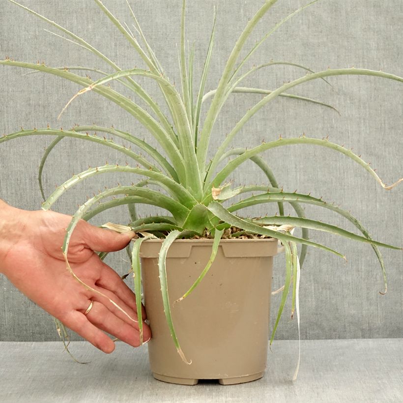 Example of Puya weberiana Topf mit 3L/4L as you get in ete