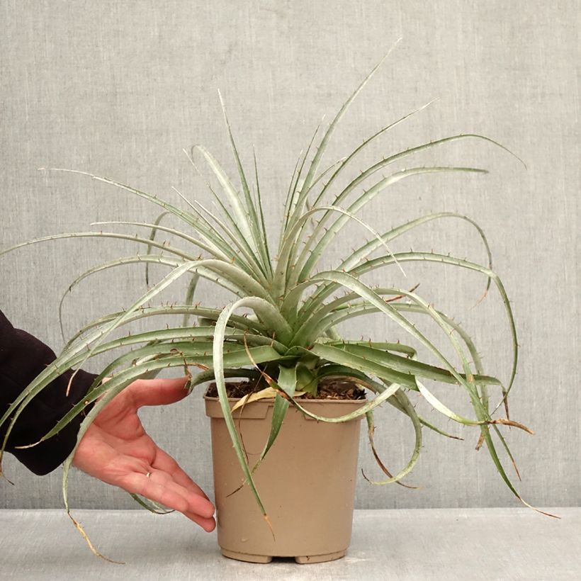 Exemplar von Puya weberiana Topf mit 3L/4L wie im Winter geliefert