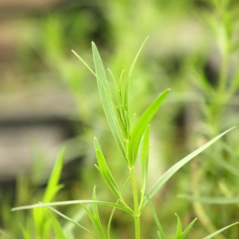 Amerikanische Bergminze - Pycnanthemum flexuosum (Foliage)