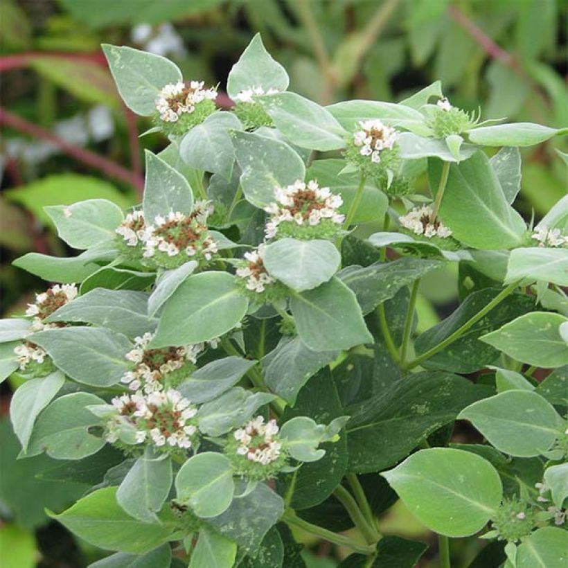 Amerikanische Bergminze - Pycnanthemum muticum (Flowering)