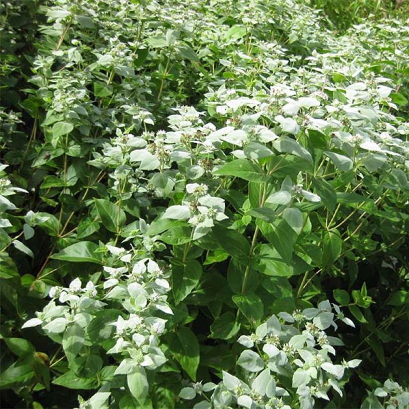 Amerikanische Bergminze - Pycnanthemum muticum (Plant habit)