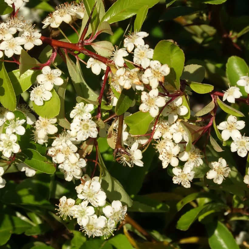 Feuerdorn Orange Star - Pyracantha coccinea (Blüte)