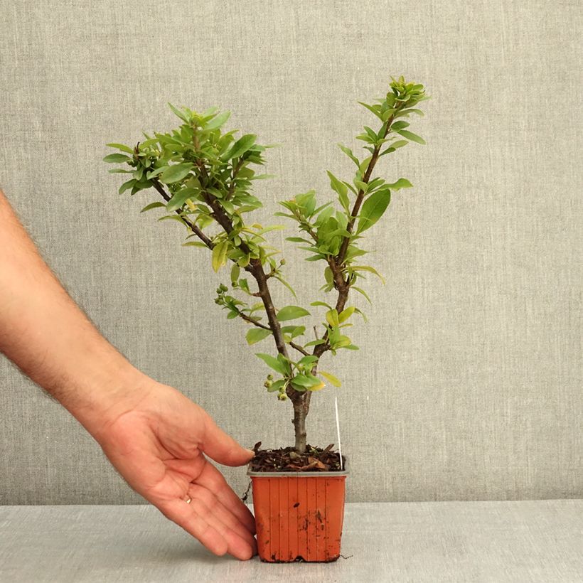 Exemplar von Feuerdorn Orange Star - Pyracantha coccinea Kleine Töpfe von 8/9 cm wie im Sommer geliefert
