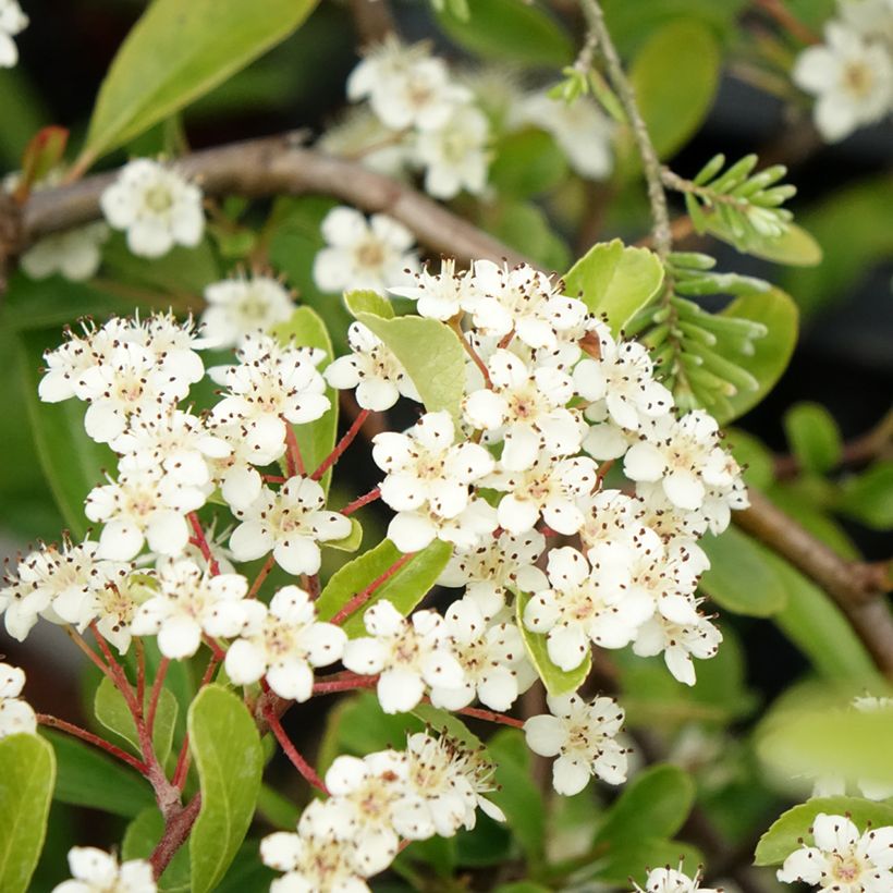 Feuerdorn Sunny Star - Pyracantha coccinea (Flowering)