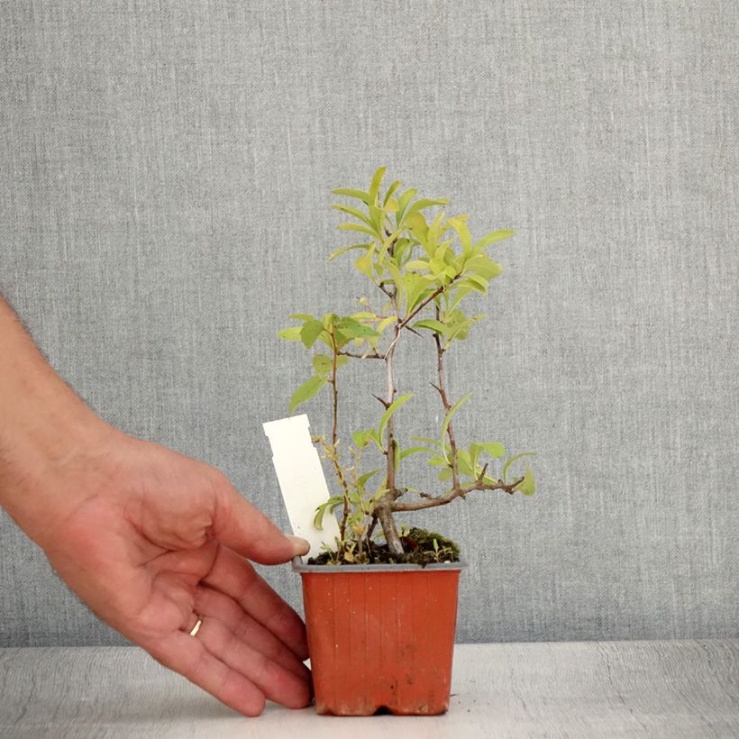 Example of Feuerdorn Sunny Star - Pyracantha coccinea Kleine Töpfe von 8/9 cm as you get in ete