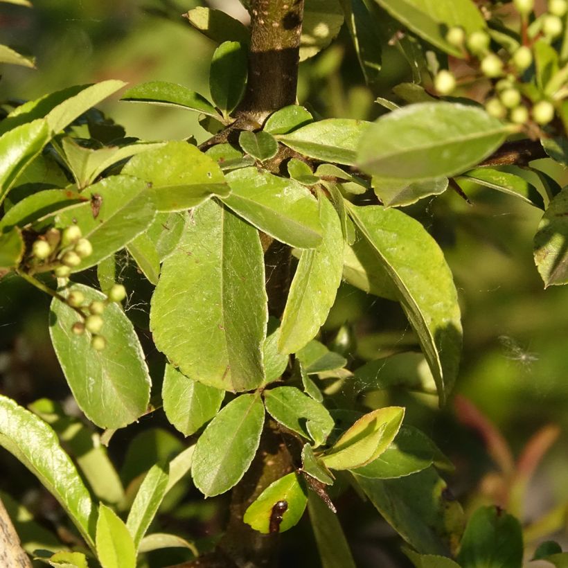 Feuerdorn Golden Charmer - Pyracantha (Laub)