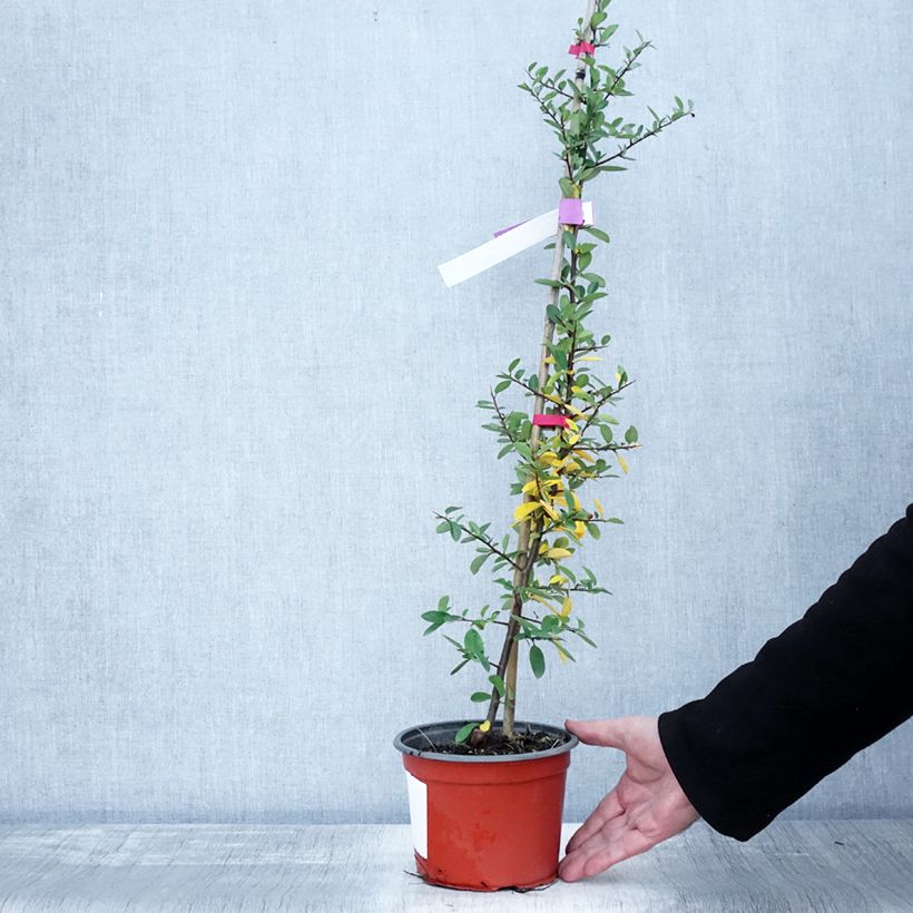 Example of Feuerdorn Mohave - Pyracantha coccinea Topf mit 2L/3L as you get in automne