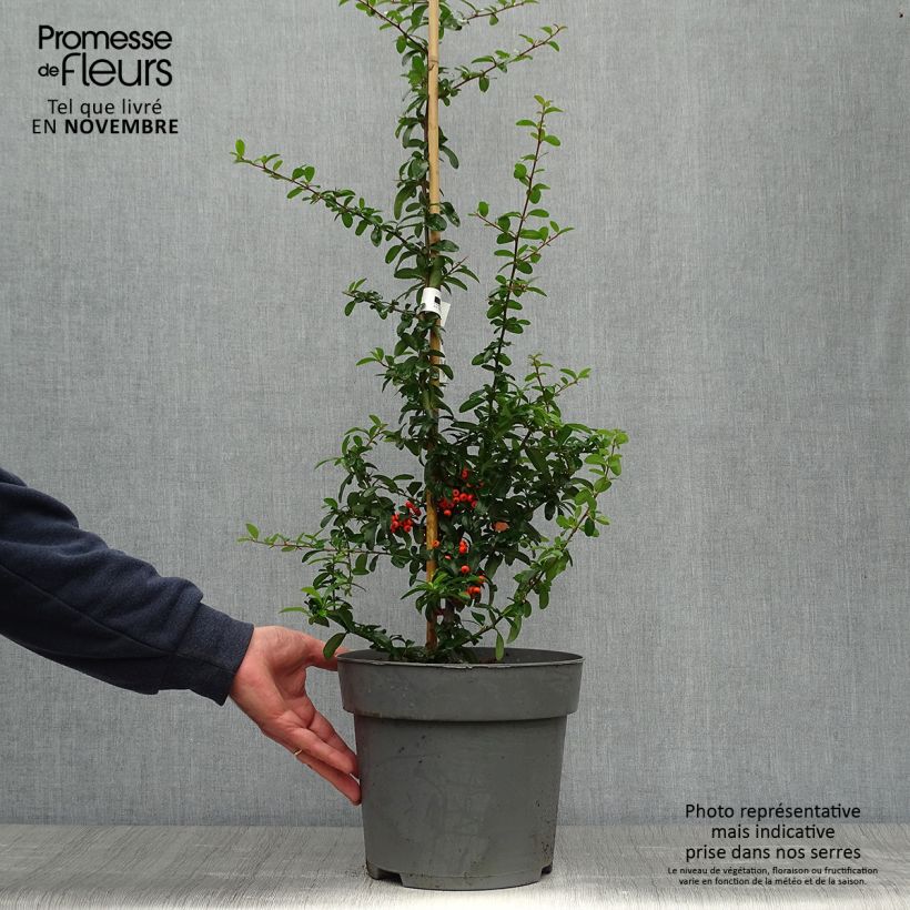 Example of Feuerdorn SAPHYR Orange - Pyracantha coccinea Topf mit 6L/7L as you get in automne