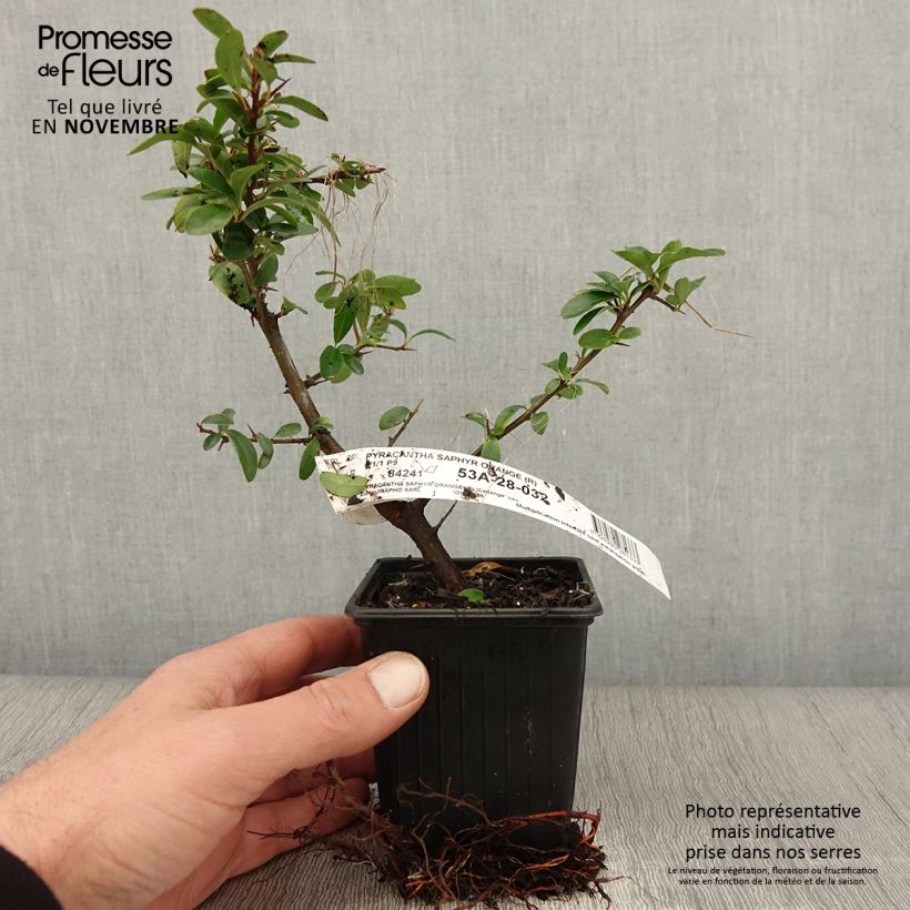 Example of Feuerdorn SAPHYR Orange - Pyracantha coccinea Kleine Töpfe von 8/9 cm as you get in automne