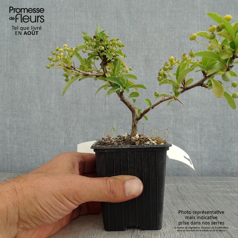 Exemplar von Feuerdorn SAPHYR Orange - Pyracantha coccinea Kleine Töpfe von 8/9 cm wie im Sommer geliefert