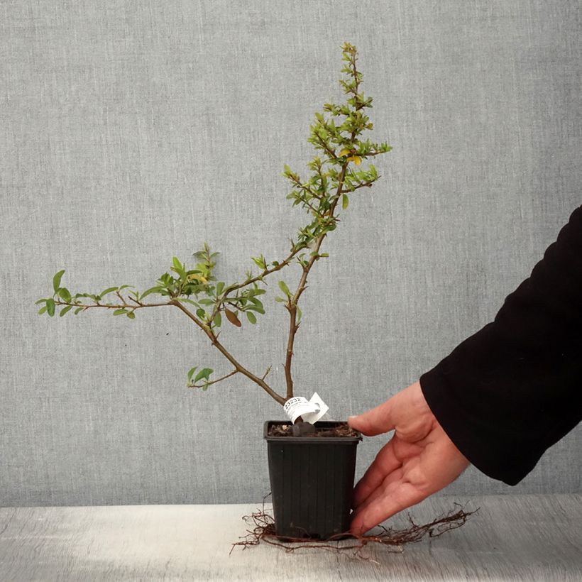 Exemplar von Feuerdorn SAPHYR Orange - Pyracantha coccinea Kleine Töpfe von 8/9 cm wie im Frühjahr geliefert