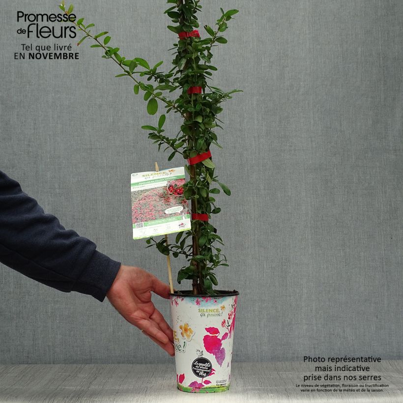 Example of Feuerdorn SAPHYR Rouge - Pyracantha coccinea Topf mit 2L/3L as you get in automne