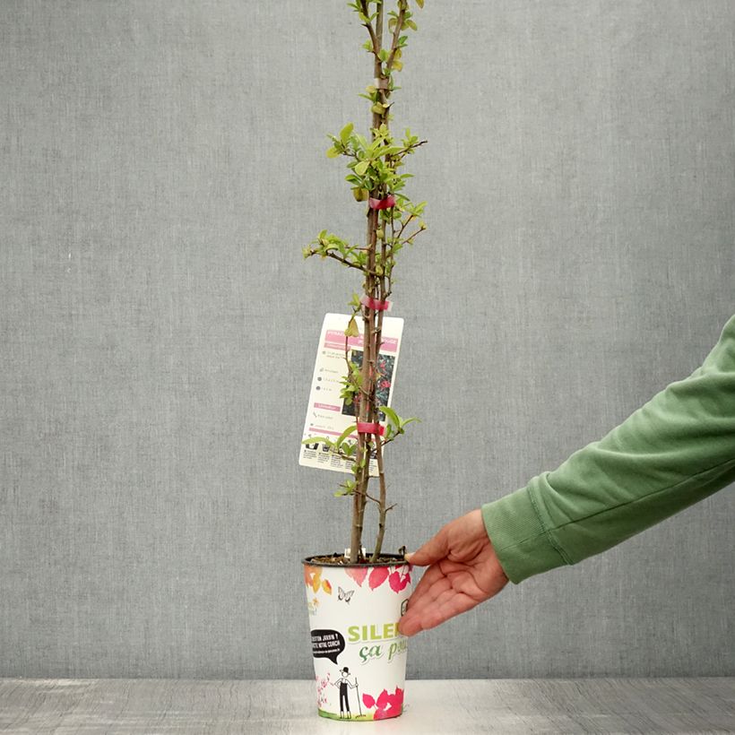 Exemplar von Feuerdorn SAPHYR Rouge - Pyracantha coccinea Topf mit 2L/3L wie im Sommer geliefert