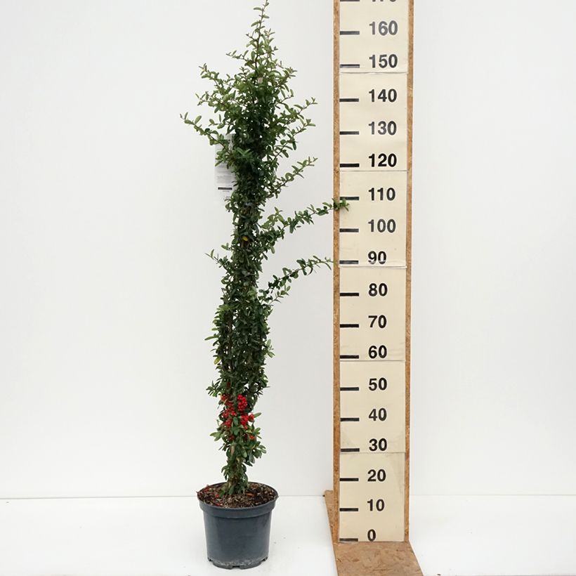 Exemplar von Feuerdorn SAPHYR Rouge - Pyracantha coccinea Topf mit 7,5L/10L wie im Herbst geliefert
