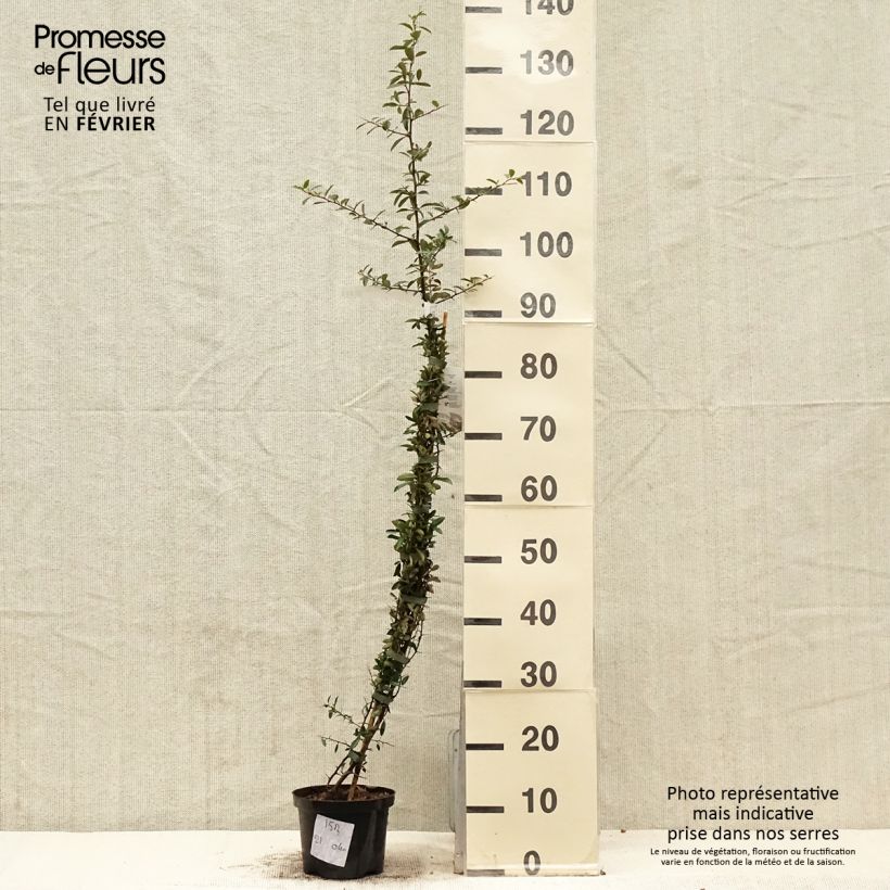 Exemplar von Feuerdorn Soleil d'or - Pyracantha Topf mit 2L/3L wie im Winter geliefert