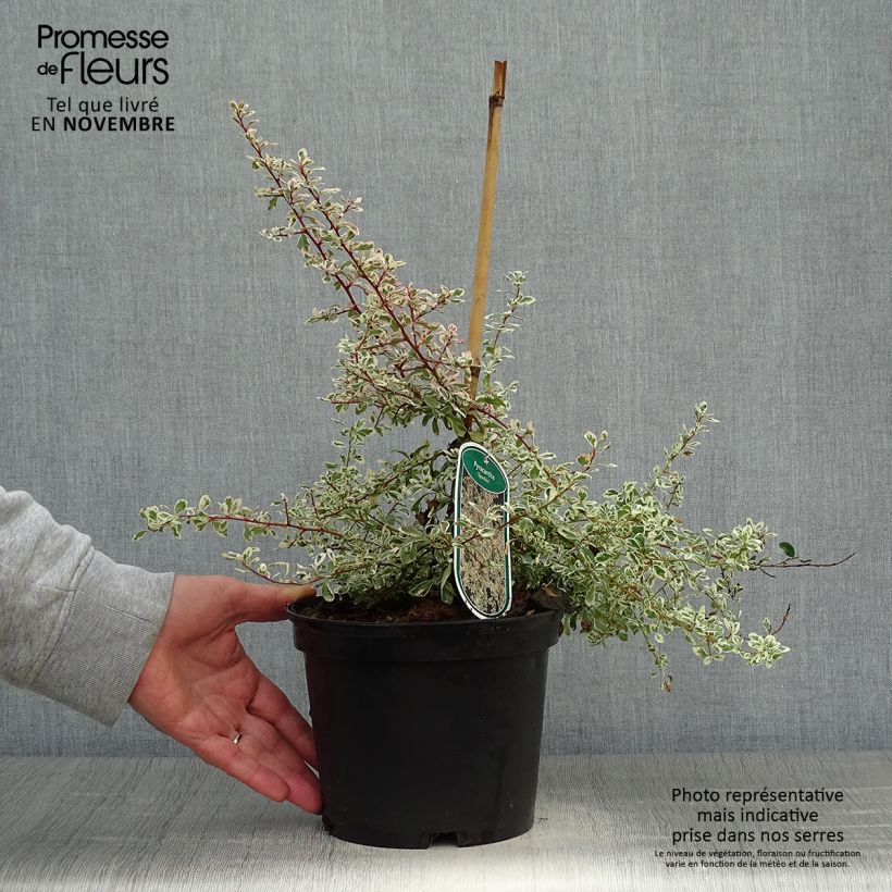 Example of Feuerdorn Sparkler - Pyracantha palustris Topf mit 2L/3L as you get in automne