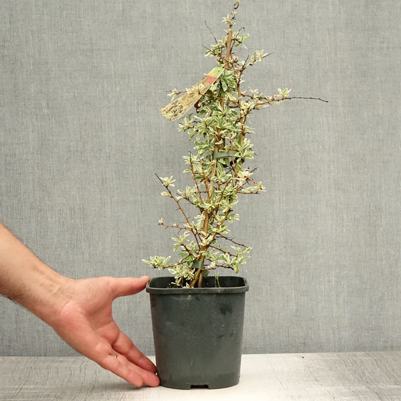 Exemplar von Feuerdorn Sparkler - Pyracantha palustris Topf mit 2L/3L wie im Sommer geliefert