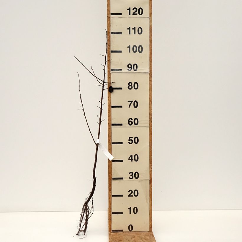 Exemplar von Wilde Birne - Pyrus pyraster Wurzelnackt wie im Winter geliefert