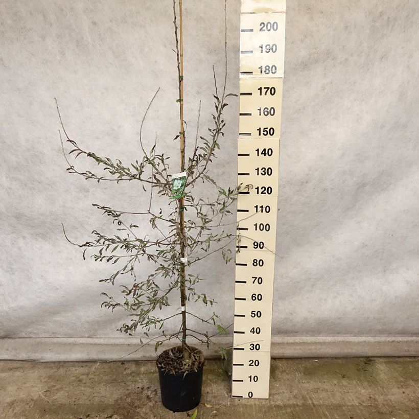 Example of Weidenblättrige Birne Pendula - Pyrus salicifolia Topf mit 12L/15L as you get in automne