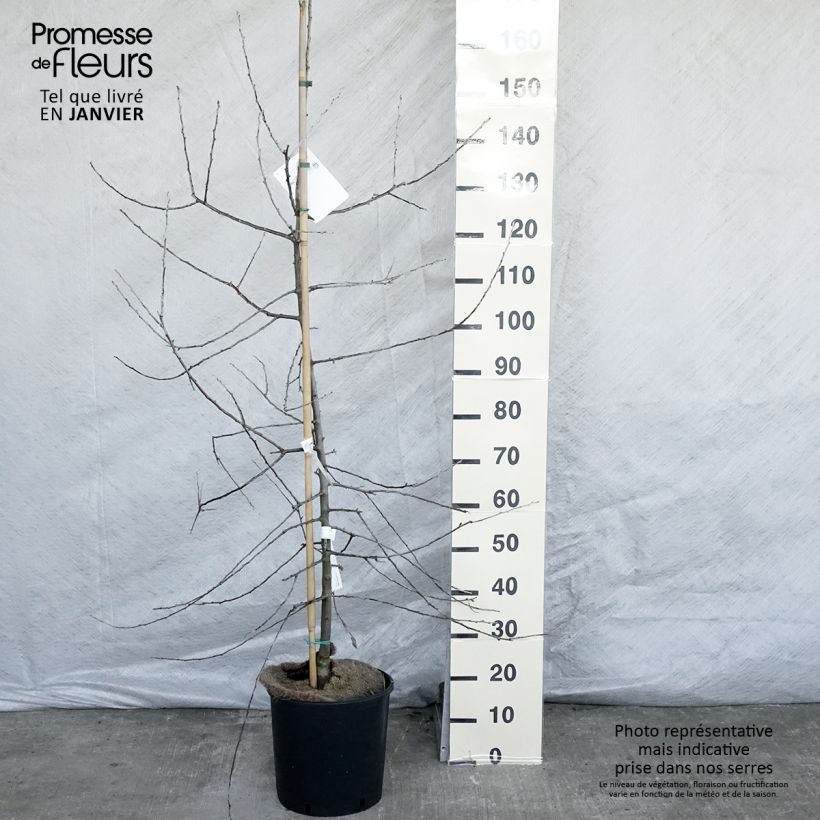 Exemplar von Weidenblättrige Birne Pendula - Pyrus salicifolia Topf mit 12L/15L wie im Winter geliefert