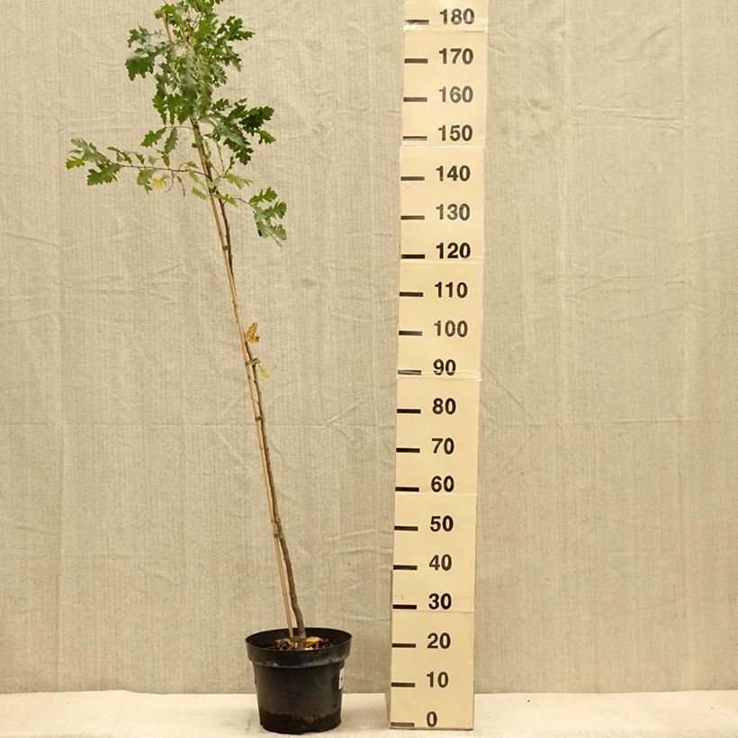 Example of Quercus cerris - Zerr-Eiche Topf mit 7,5L/10L as you get in automne