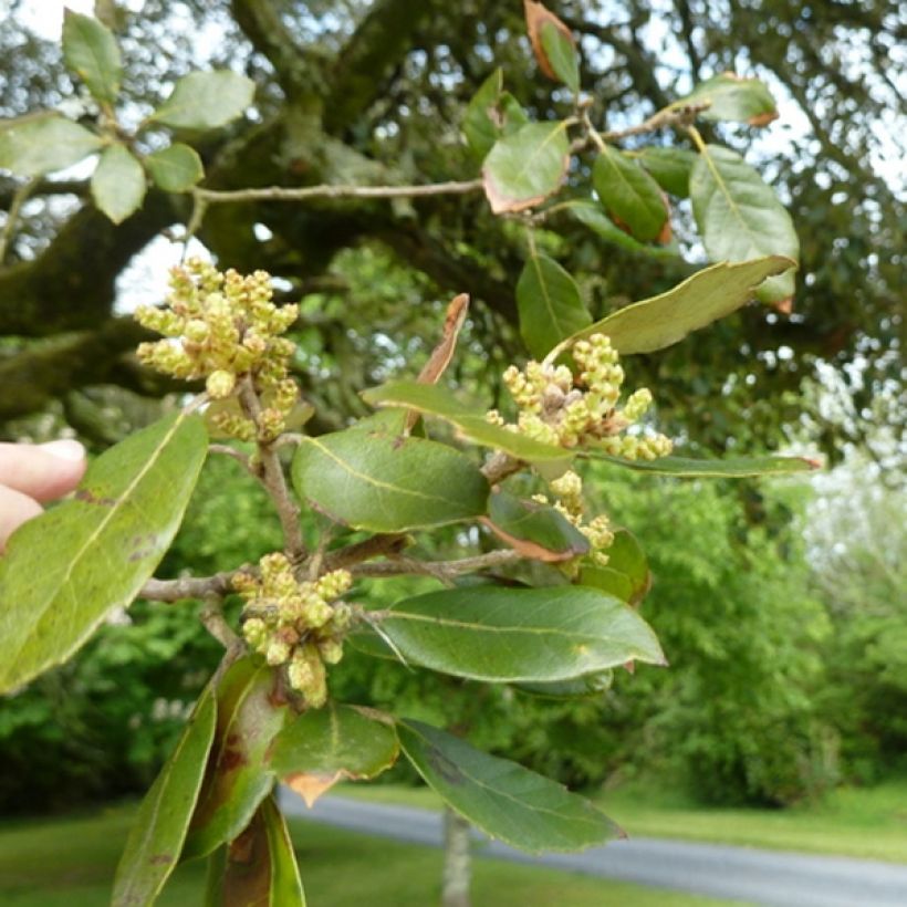 Quercus ilex - Stein-Eiche (Foliage)