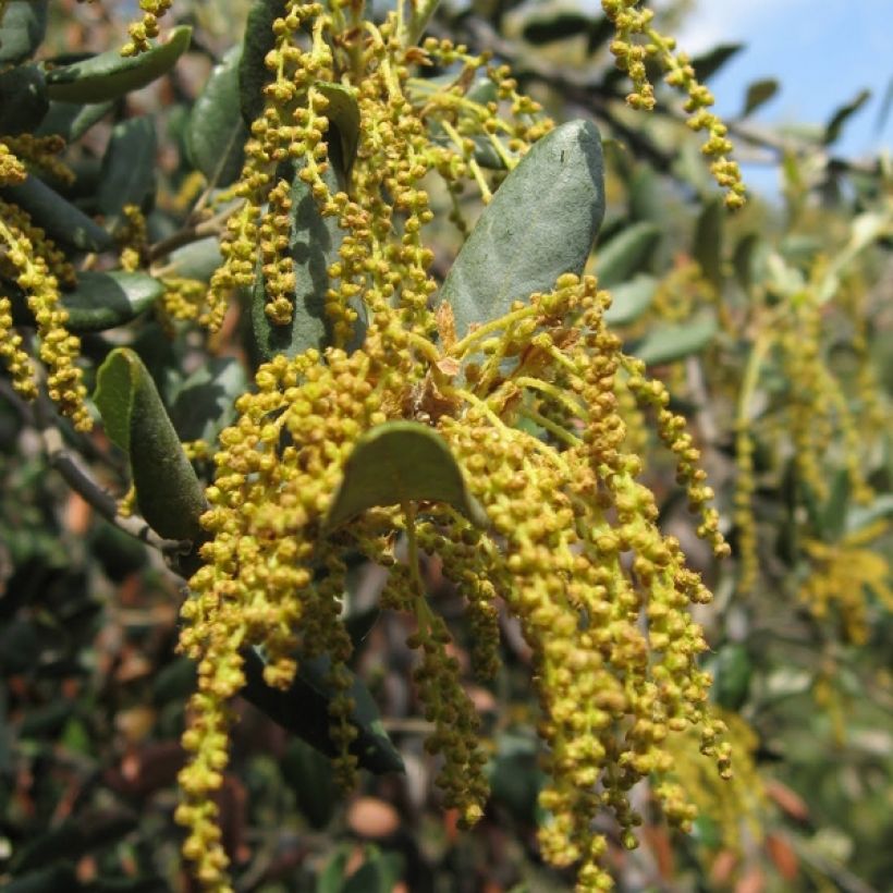 Quercus ilex - Stein-Eiche (Flowering)