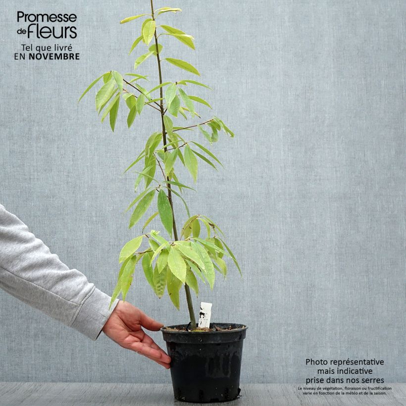 Example of Quercus myrsinifolia - Bambusblättrige Eiche Topf mit 3L/4L as you get in automne