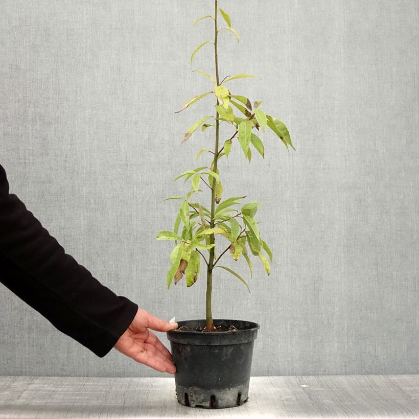 Exemplar von Quercus myrsinifolia - Bambusblättrige Eiche Topf mit 3L/4L wie im Frühjahr geliefert
