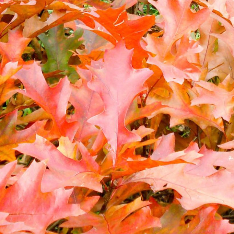 Quercus palustris Green Dwarf - Sumpf-Eiche (Foliage)