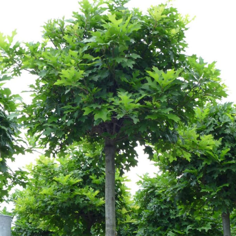 Quercus palustris Green Dwarf - Sumpf-Eiche (Plant habit)