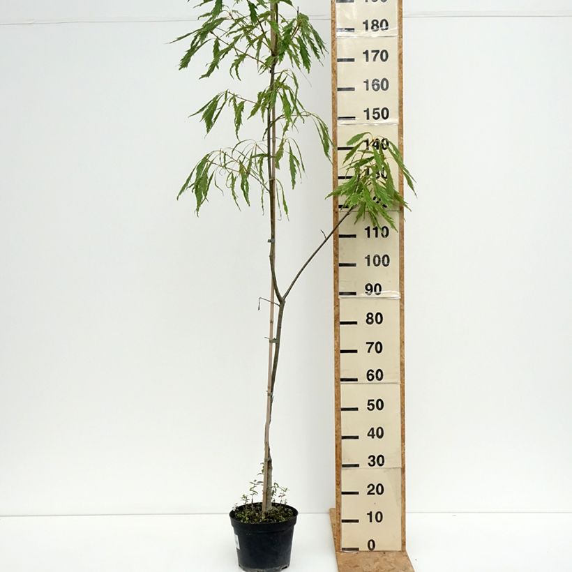 Example of Quercus petraea Insecata - Trauben-Eiche Topf mit 4L/5L as you get in ete