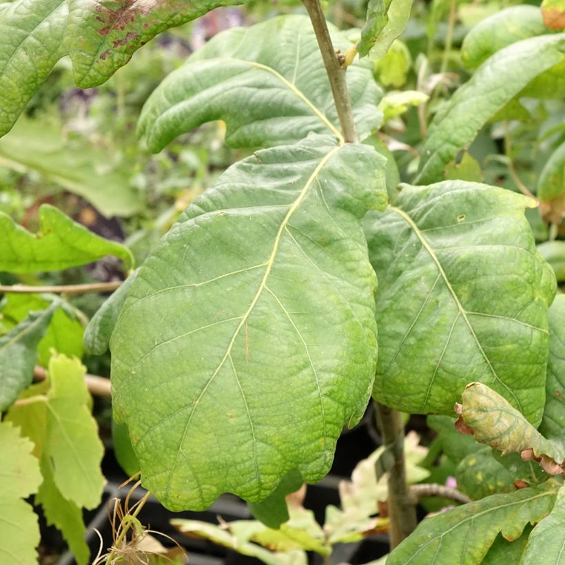 Stiel-Eiche Cucullata - Quercus robur  (Foliage)
