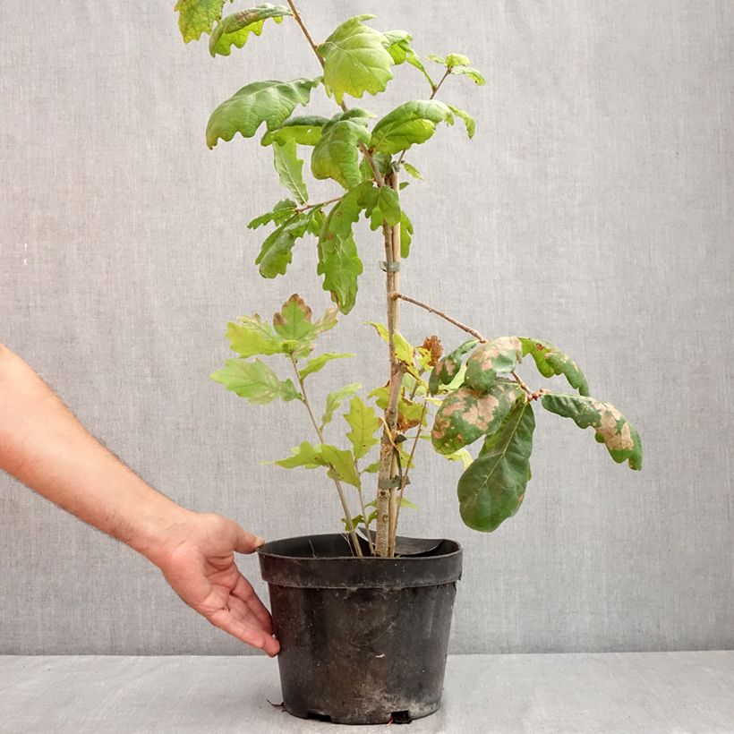 Example of Stiel-Eiche Cucullata - Quercus robur  Topf mit 4L/5L as you get in ete