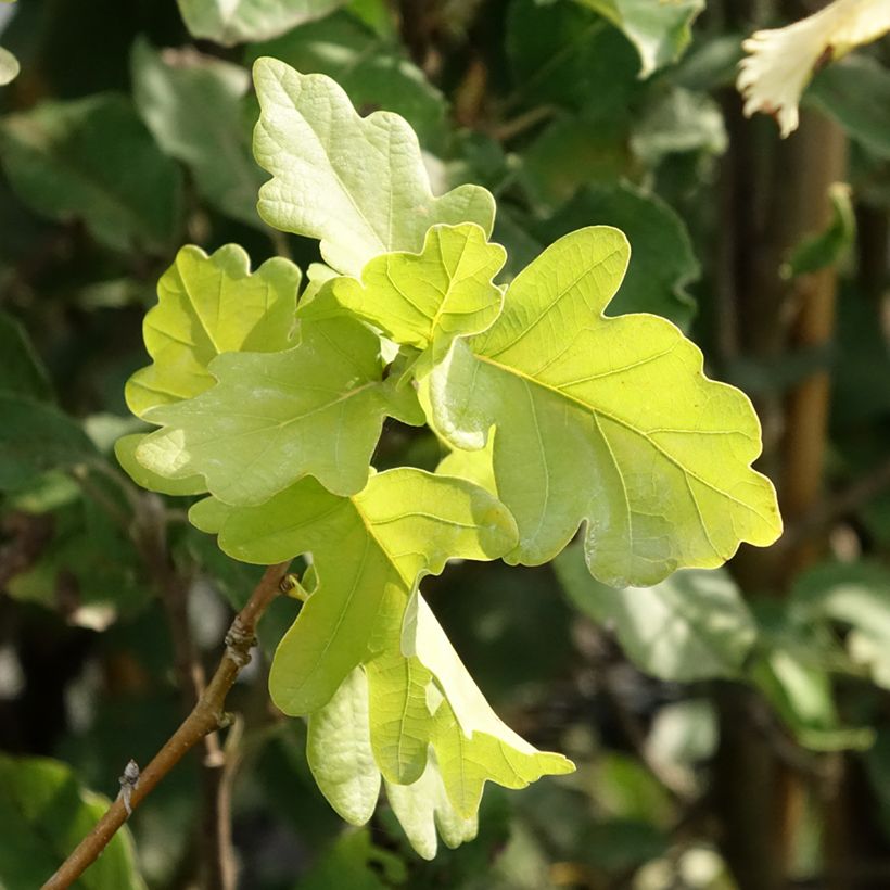 Stiel-Eiche Facrist - Quercus robur  (Foliage)