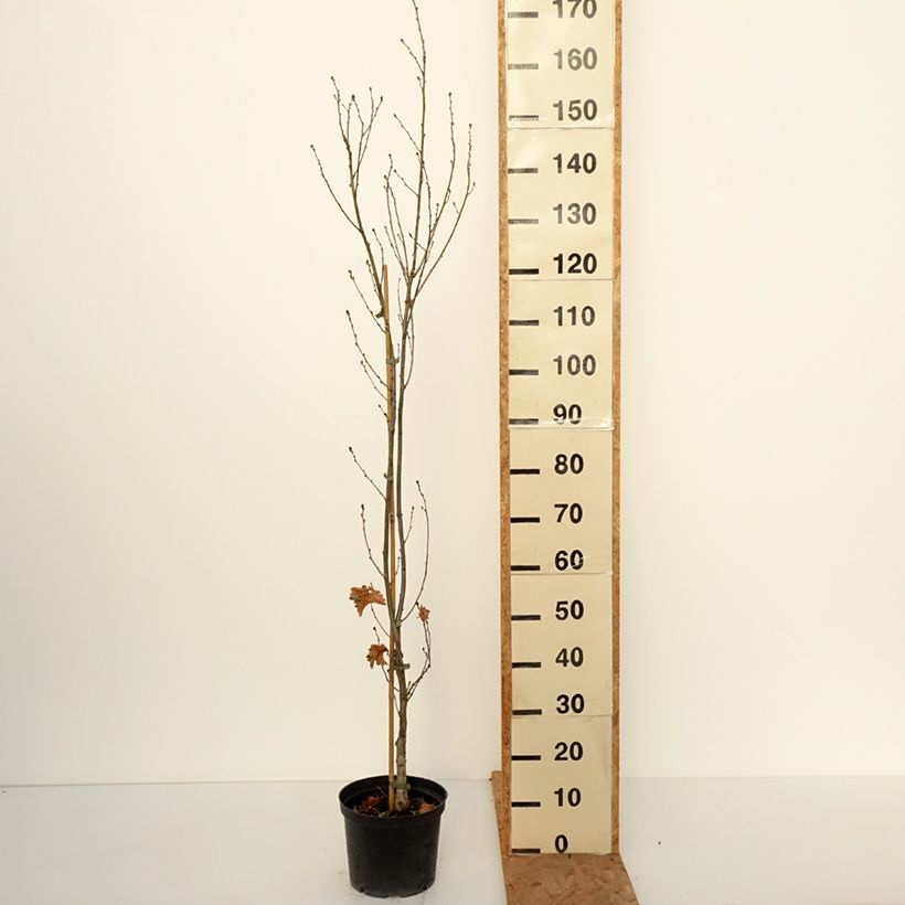 Exemplar von Stiel-Eiche Facrist - Quercus robur  Topf mit 4L/5L wie im Herbst geliefert