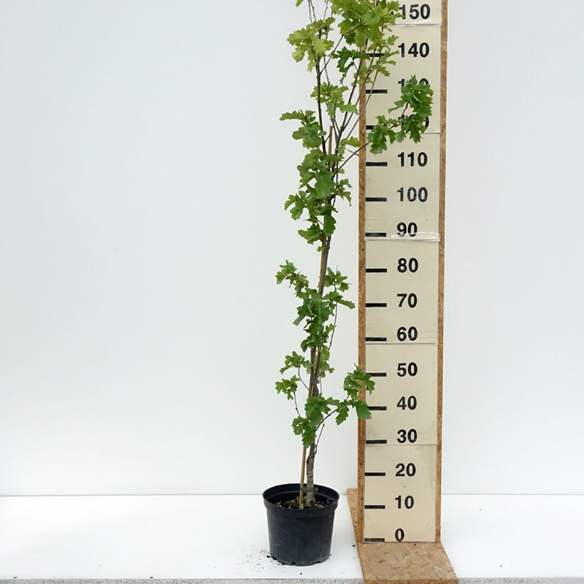 Example of Stiel-Eiche Facrist - Quercus robur  Topf mit 4L/5L as you get in ete