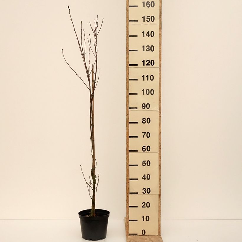 Exemplar von Stiel-Eiche Facrist - Quercus robur  Topf mit 4L/5L wie im Winter geliefert