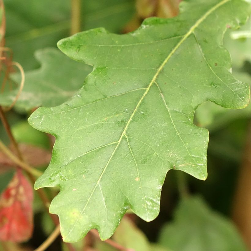 Quercus robur Fastigiata Koster - Stiel-Eiche (Foliage)