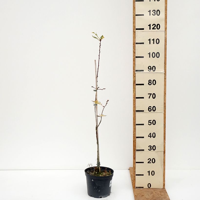 Exemplar von Stiel-Eiche Pectinata - Quercus robur  Topf mit 4L/5L wie im Herbst geliefert