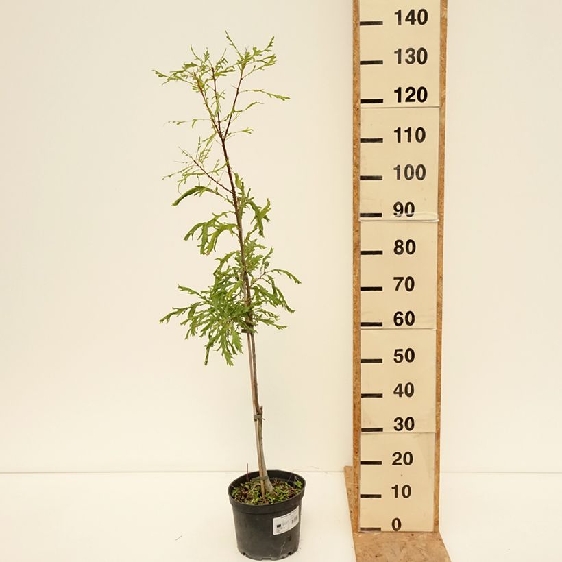 Example of Stiel-Eiche Pectinata - Quercus robur  Topf mit 4L/5L as you get in ete
