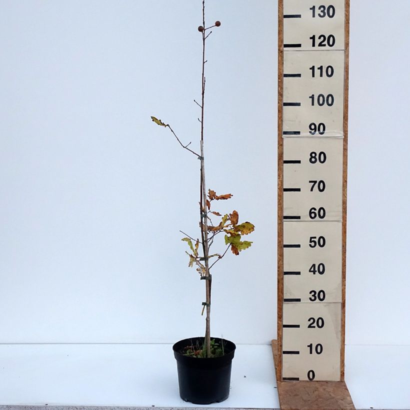 Exemplar von Stiel-Eiche Rita's Gold - Quercus robur  Topf mit 4L/5L wie im Herbst geliefert