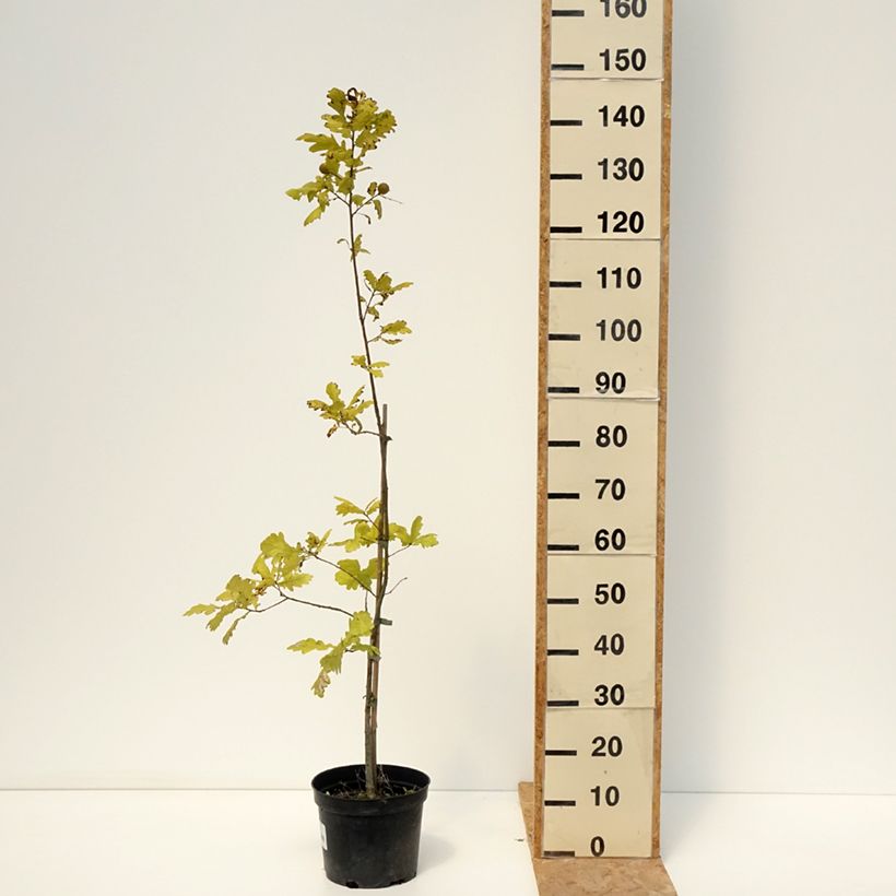 Example of Stiel-Eiche Rita's Gold - Quercus robur  Topf mit 4L/5L as you get in ete