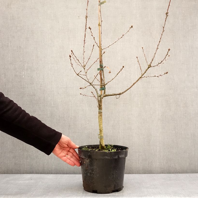 Example of Quercus robur Salicifolia - Stiel-Eiche Topf mit 4L/5L as you get in hiver