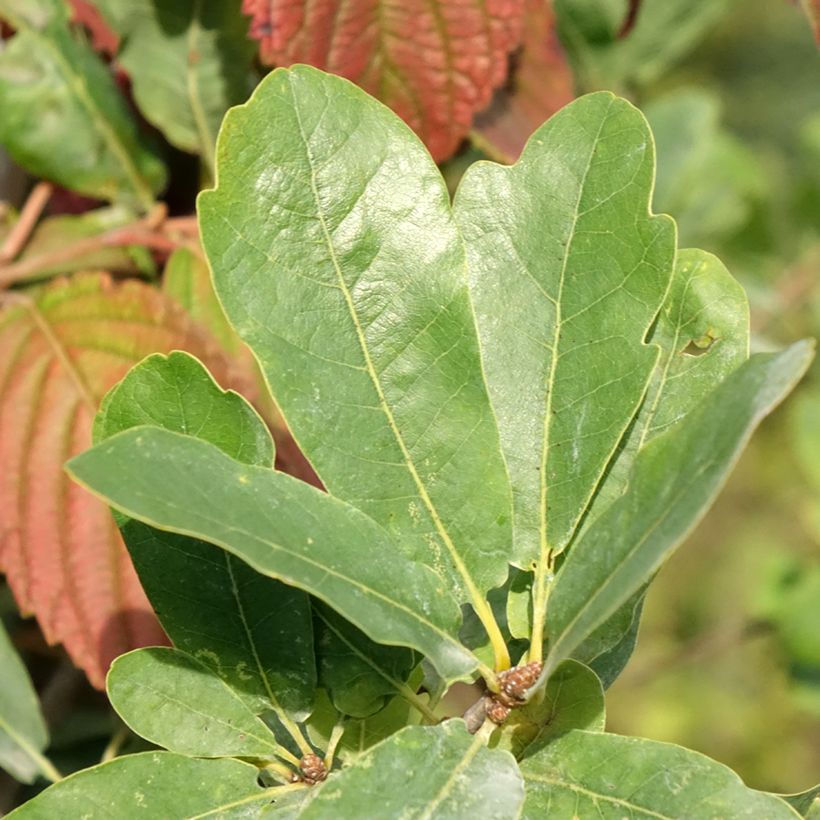 Stiel-Eiche Strypemonde - Quercus robur  (Foliage)